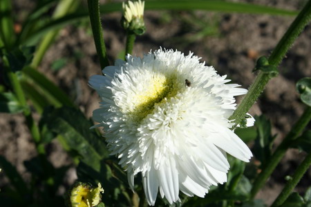 Marguerite double