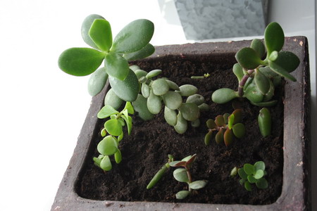 Crassula