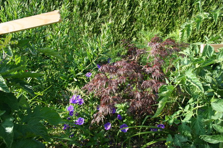 Acer palmatum