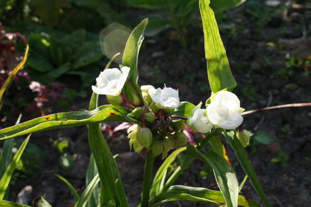 Tradescantia