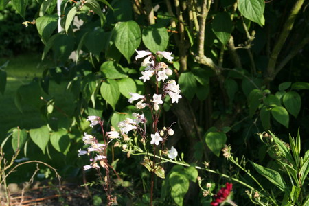 Penstemon