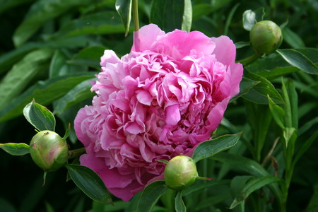 Pivoine