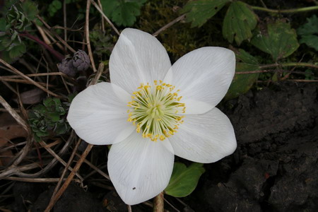Hellebore