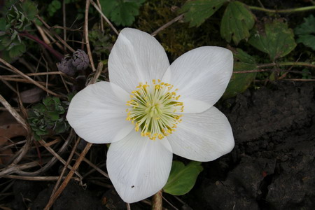 Hellebore