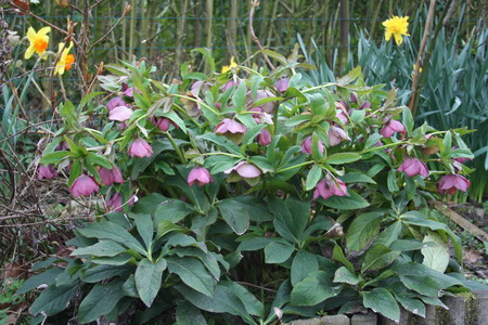 Hellebore