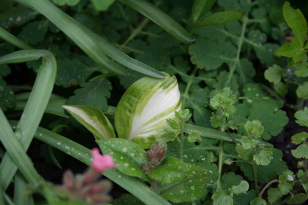 Hosta