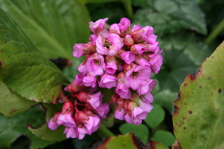 Bergenia