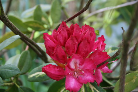 Rhododendron