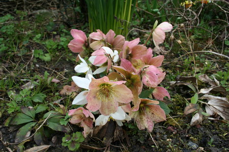 Hellebore blanc