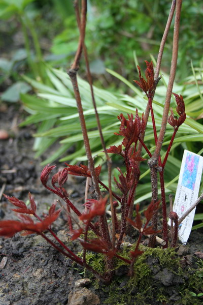 Astilbe