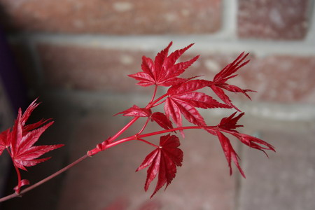 Acer palmatum