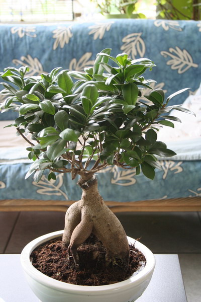 bonsai