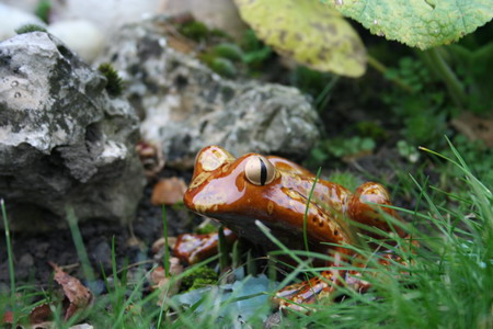 la grenouille