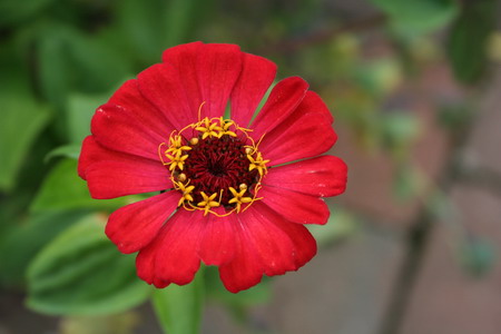 zinnia