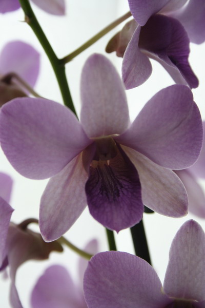 orchidée