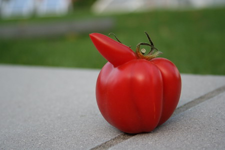 tomate