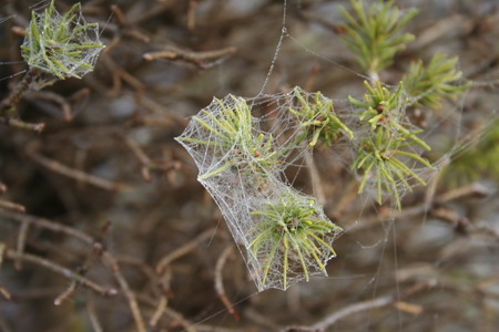 Toile d'araignée