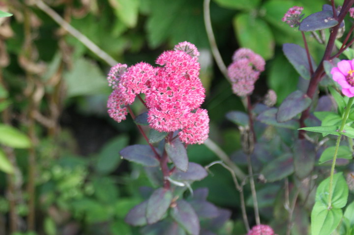 sedum pourpre