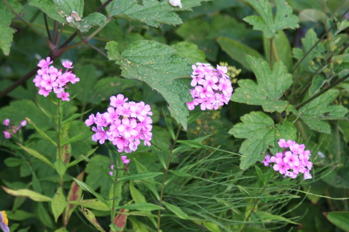 phlox