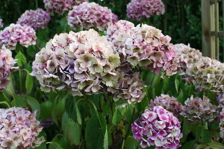 hortensia