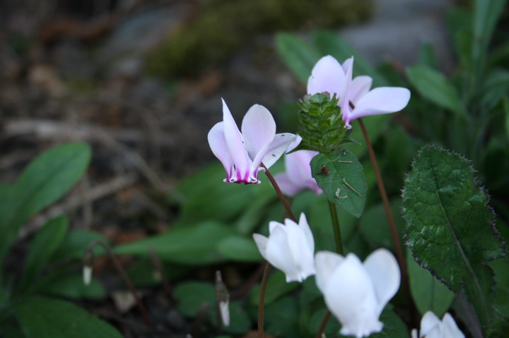 cyclamen