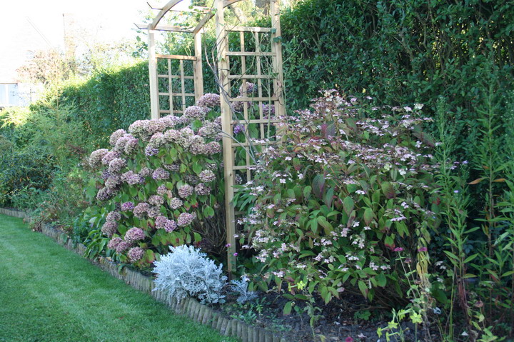 hortensias