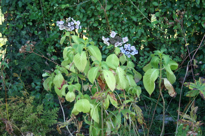 hortensia