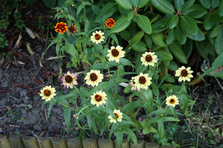 zinnias