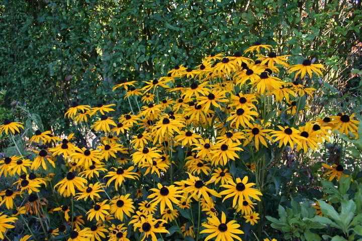Rudbéckia