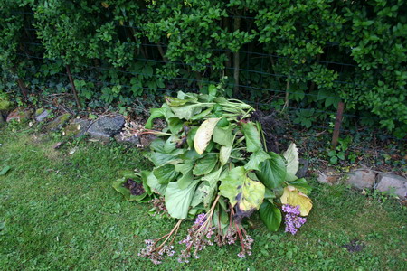 bergenia