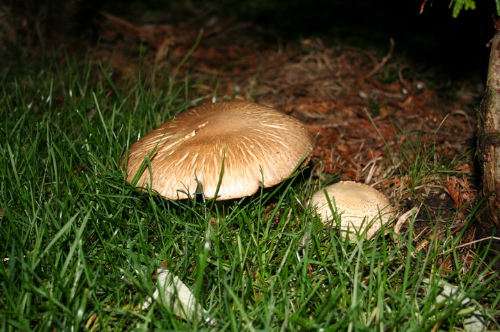 champignons