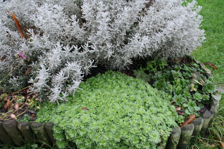 saxifrage et santoline