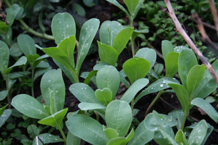 cerinthe