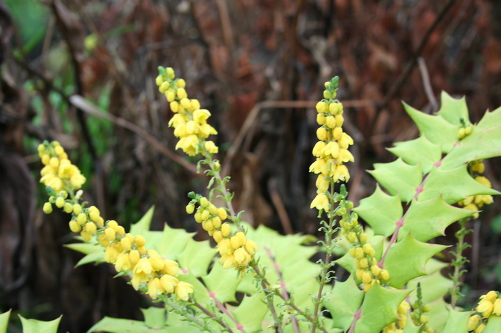 mahonia