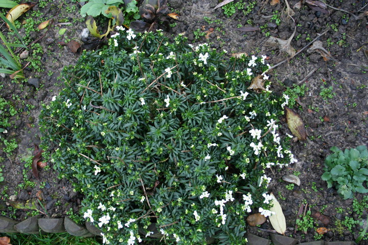 coussin d'ibéris