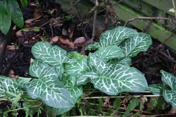 arum italicum