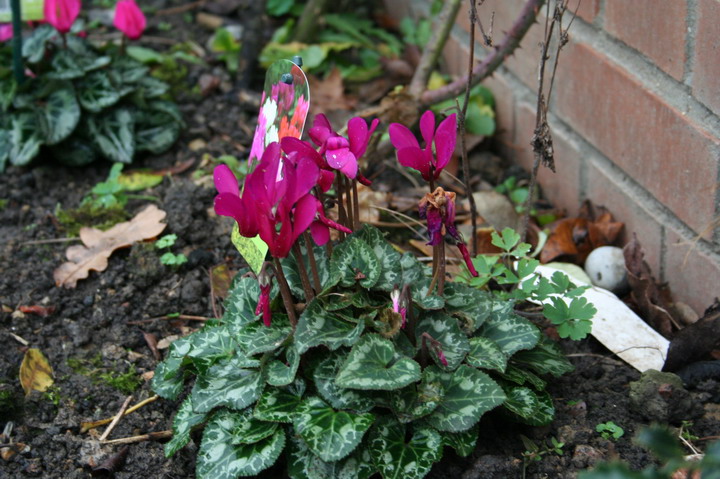 cyclamen