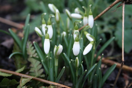 perce-neige