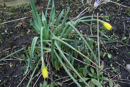 jonquilles