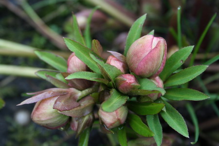 hellebore