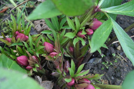 hellebore