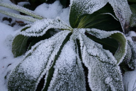 Hellebore