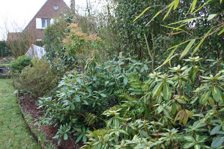 Les rhododendrons