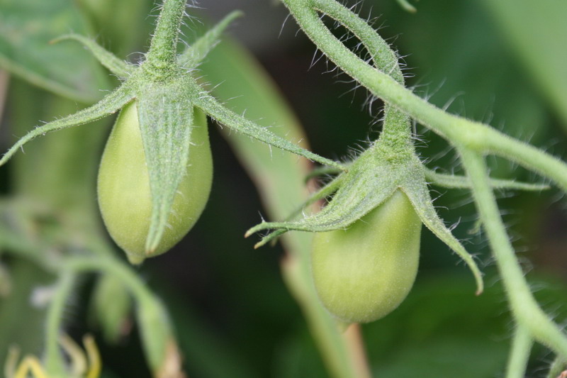 tomates