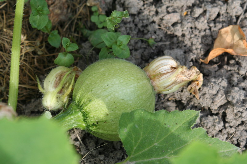 courgette