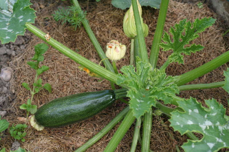 courgette