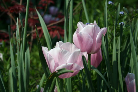 tulipe