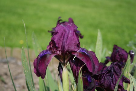 iris