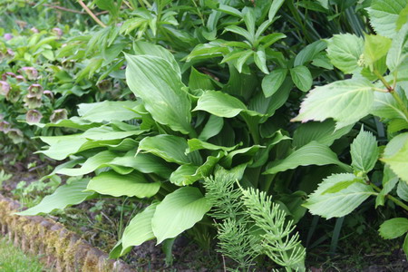 hosta