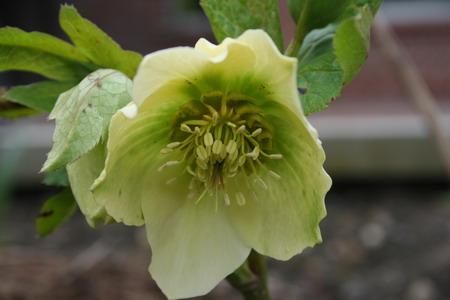 Hellebore